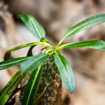 How to propagate the Madagascar palm?