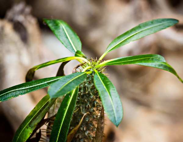 How to propagate the Madagascar palm?