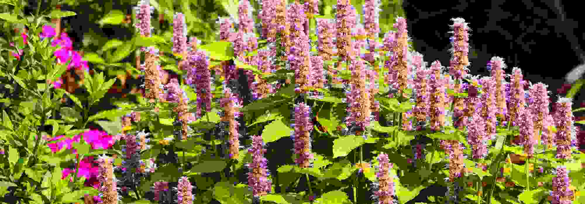 Aromatic and ornamental plants