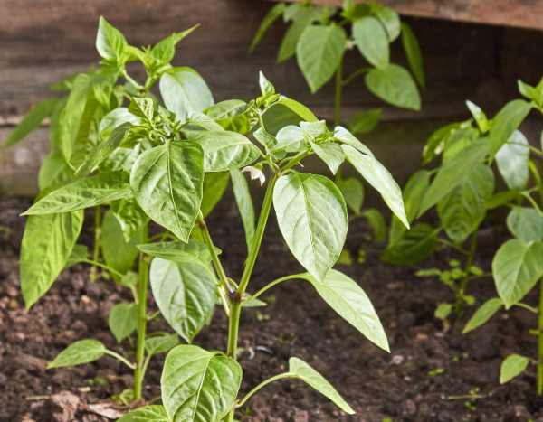 How to transplant peppers successfully: when and how to do it