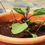 How and when to transplant aubergines properly?