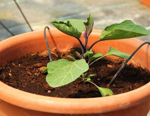 How and when to transplant aubergines properly?