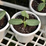 How to successfully transplant melons in the vegetable patch