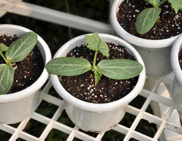 How to successfully transplant melons in the vegetable patch
