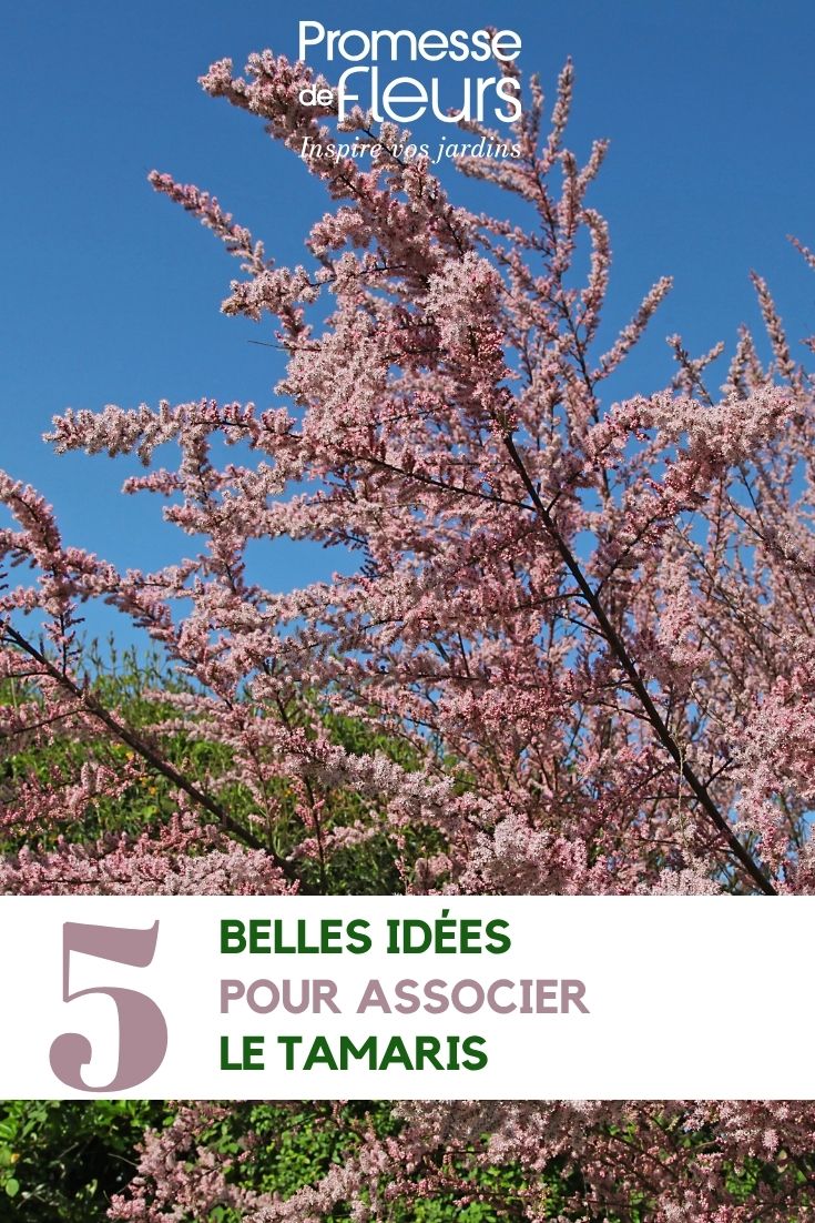 Tamarisk flowering