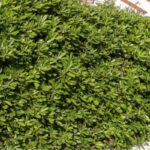 How to plant a Pittosporum hedge?