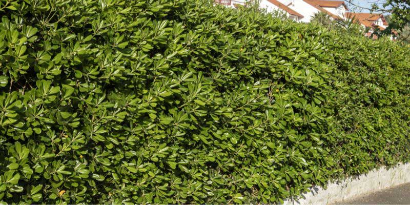 How to plant a Pittosporum hedge?