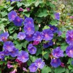 How to sow morning glories easily?