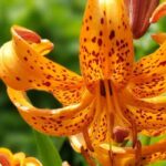 Discover wild, graceful botanical lilies