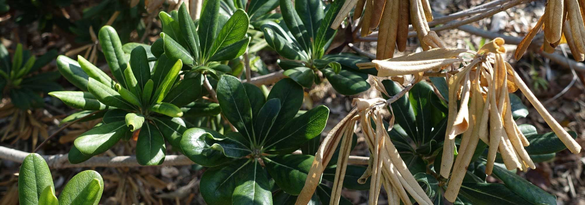 Diseases and parasitic organisms of Pittosporum
