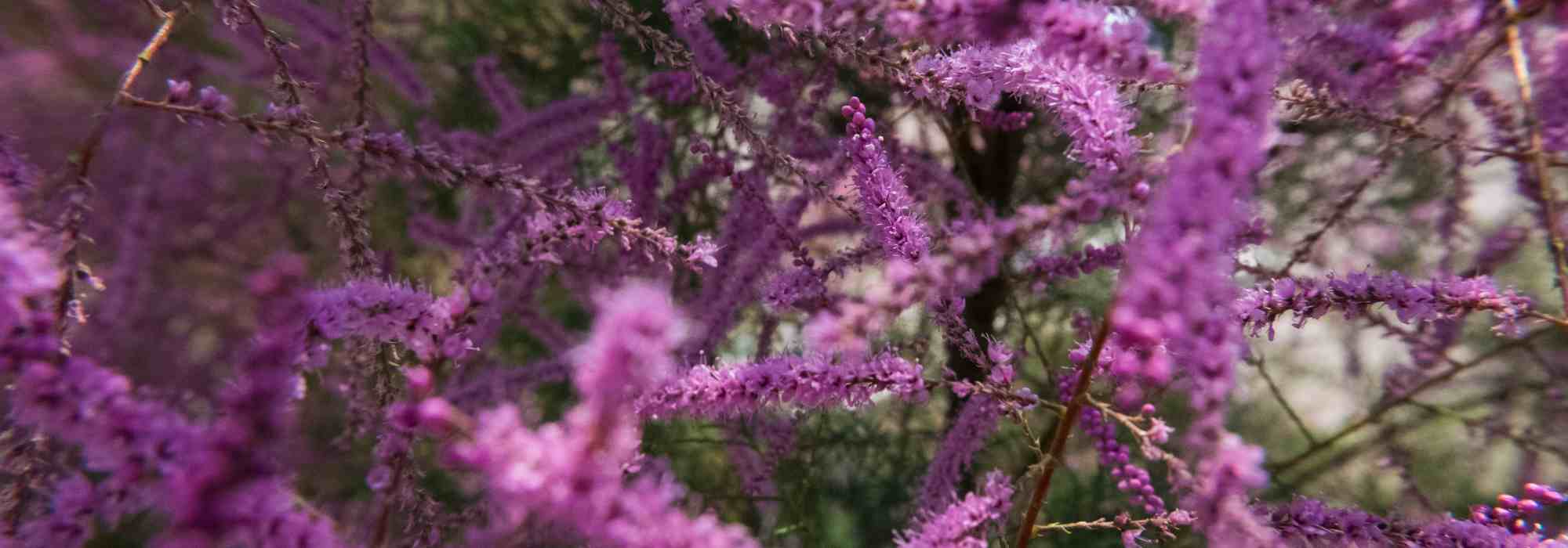 5 lovely ideas for pairing tamarisk