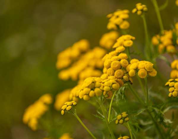 Love/Don't love: yellow in the garden