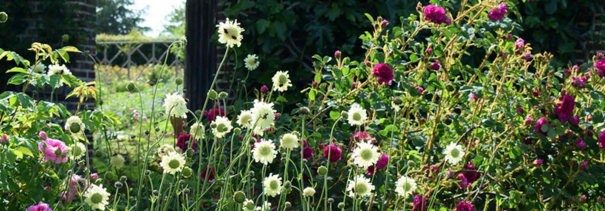 Tall perennials: indispensable giants for the garden