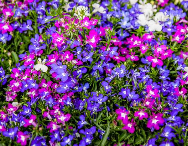 How to sow lobelias?