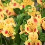 How to propagate Alstroemerias?