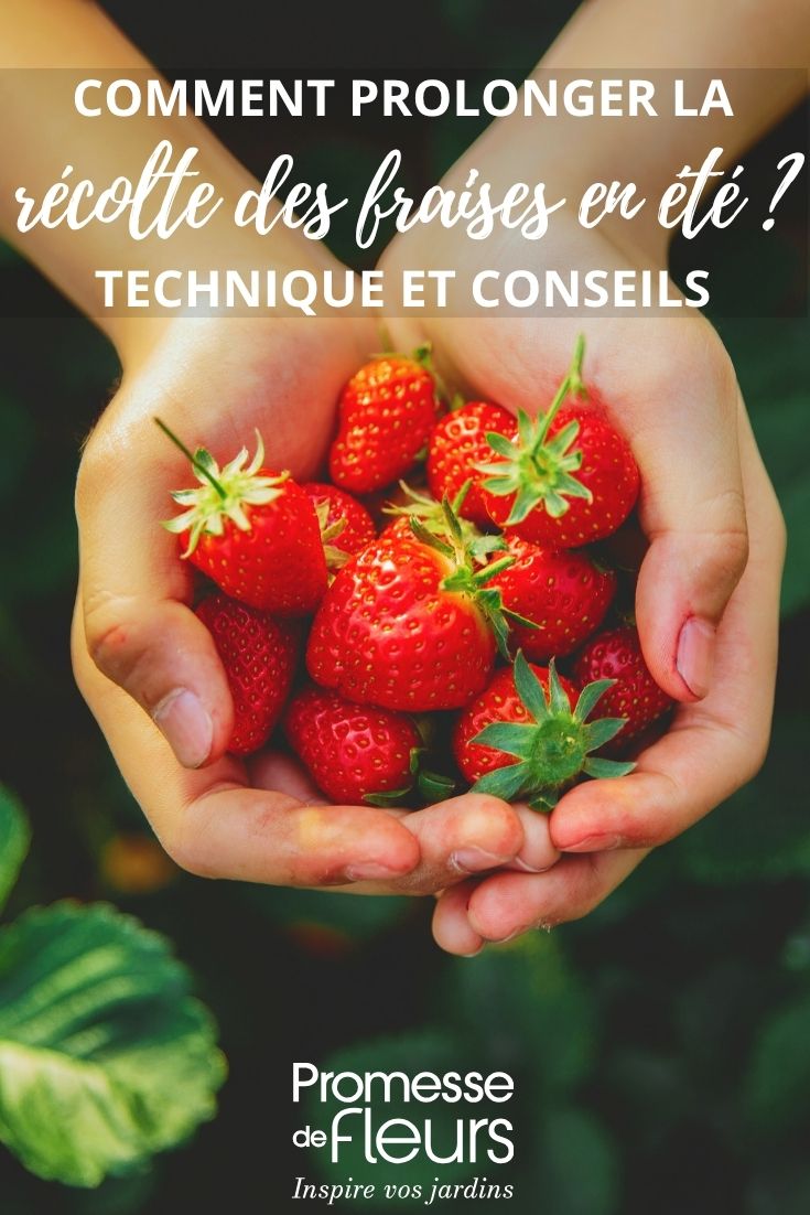 Beautiful strawberries harvested in the garden
