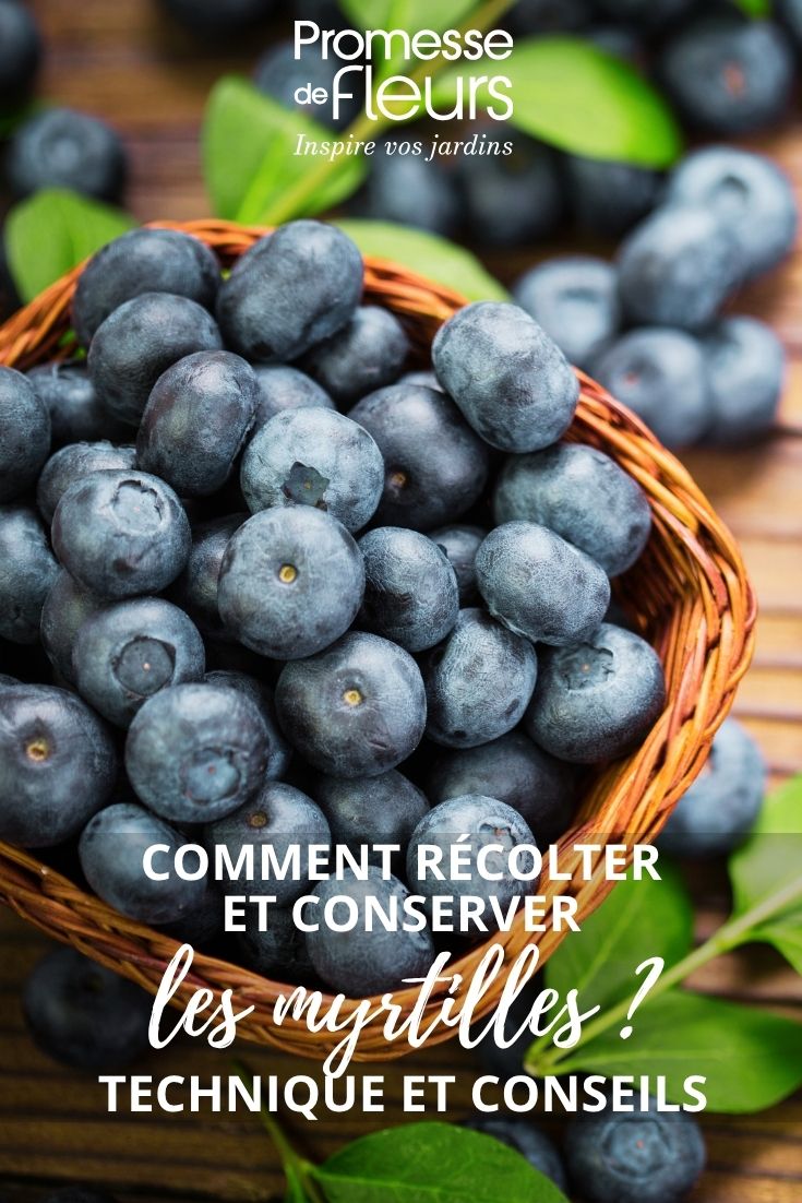 Beautiful harvested blueberries