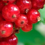Diseases and pests of gooseberry bushes