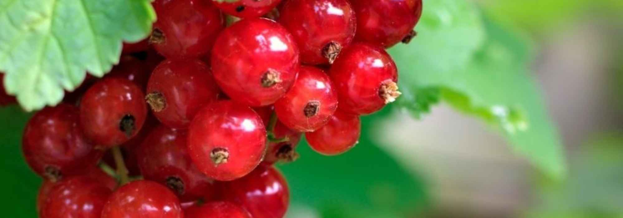 Diseases and pests of gooseberry bushes