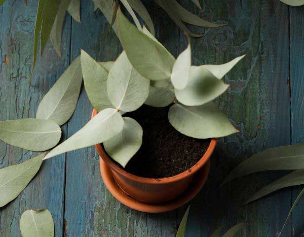 How to propagate Eucalyptus?