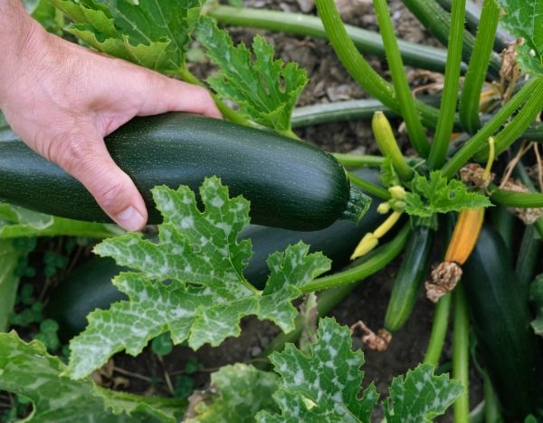 How to harvest and store courgettes properly?