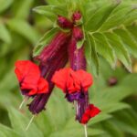 Diseases and pests of Cuphea: symptoms, treatments and prevention