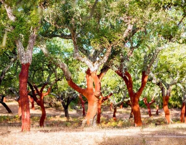Cork: a natural material to harness and recycle