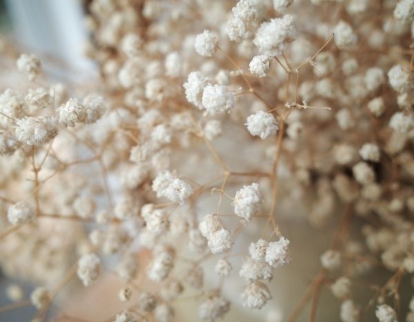 How to dry Gypsophila?