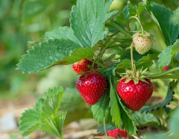 How to prolong the strawberry harvest in summer?