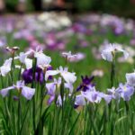 Iris in borders, at pond edges, in shade… How-to guide