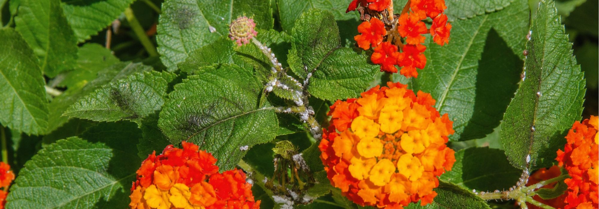 Lantana diseases and pests: how to recognise and treat them?
