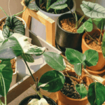 Indoor plants: 8 common mistakes to avoid in summer