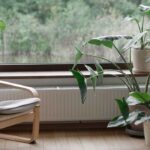 Heatwave: which houseplants can cool your home?