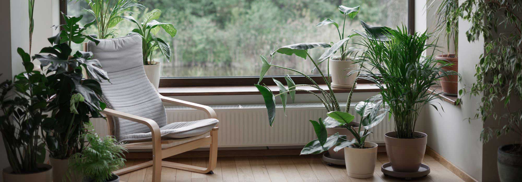 Heatwave: which houseplants can cool your home?