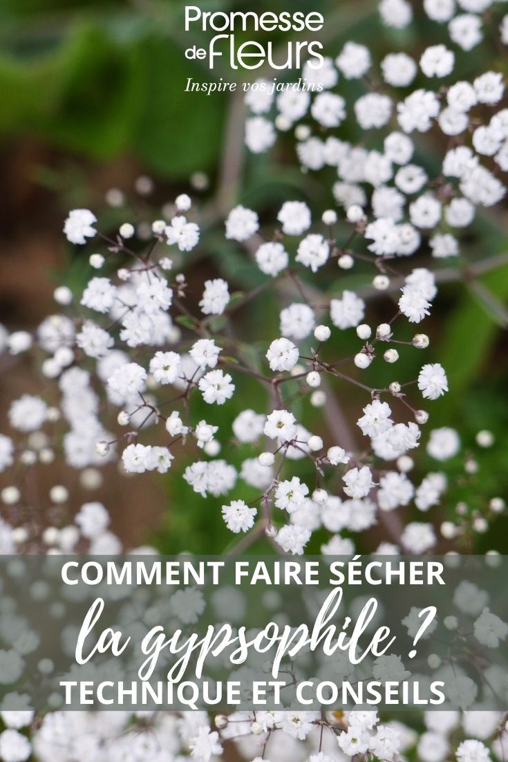 Gypsophila flowers