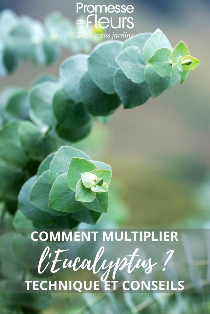 eucalyptus leaves