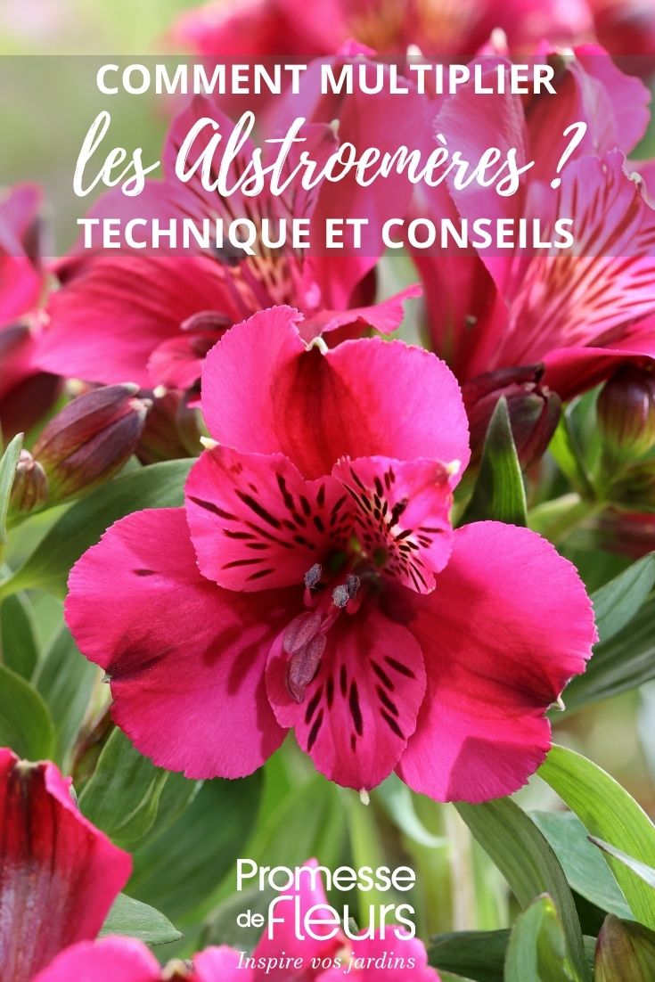 Inca lily
