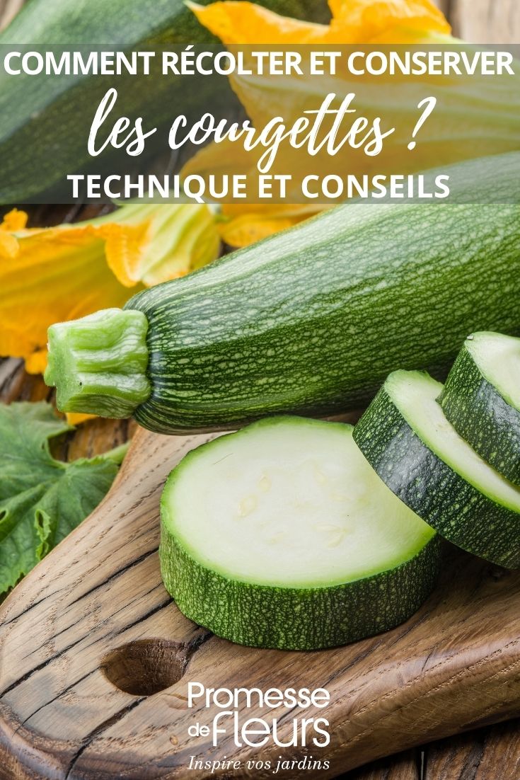 Photo of courgette: one sliced, other whole
