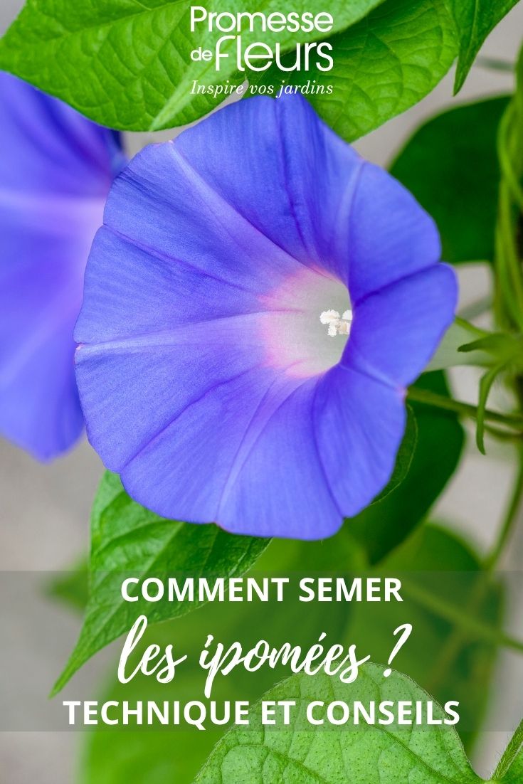 blue morning glory flower
