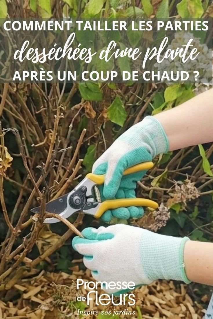 Pruning a hydrangea during summer droughts and heatwaves (AI-enhanced)