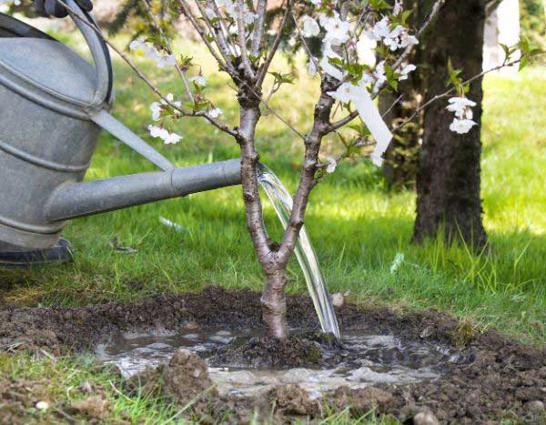 How do you make a watering basin around the base of a plant?