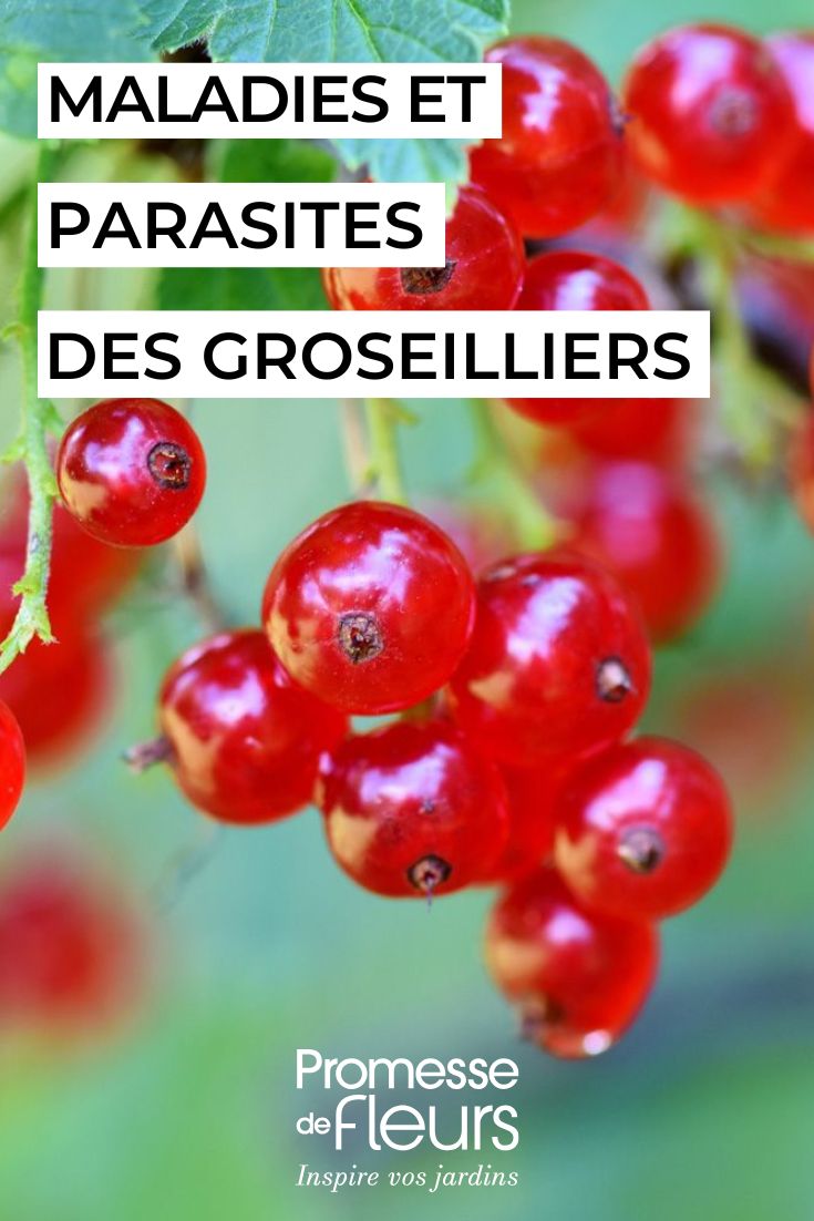 Caring for gooseberry bushes