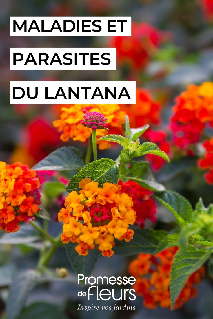 lantana flowers