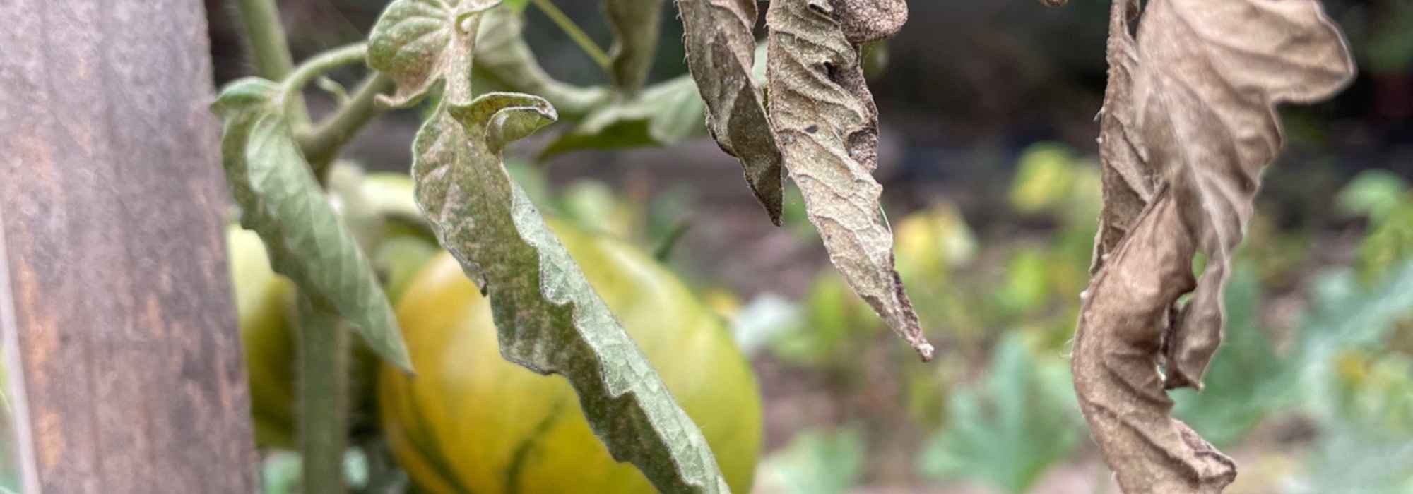 Kitchen garden: what to do with young vegetable plants that have suffered from the heatwave?