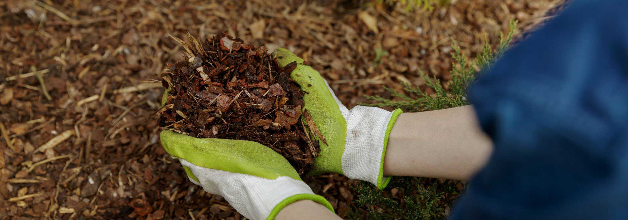 Should mulch be removed or renewed after a heatwave?