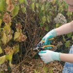 How to prune dried-out parts of a plant after heat stress?