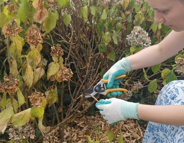 How to prune dried-out parts of a plant after heat stress?