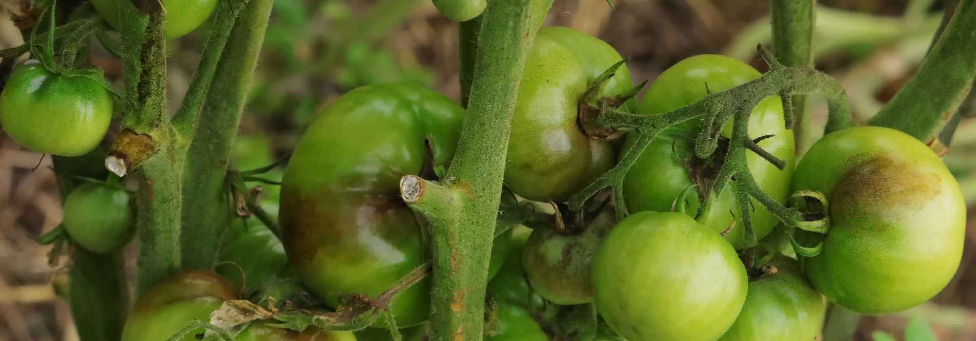 Why are my tomatoes no longer ripening after a heatwave?