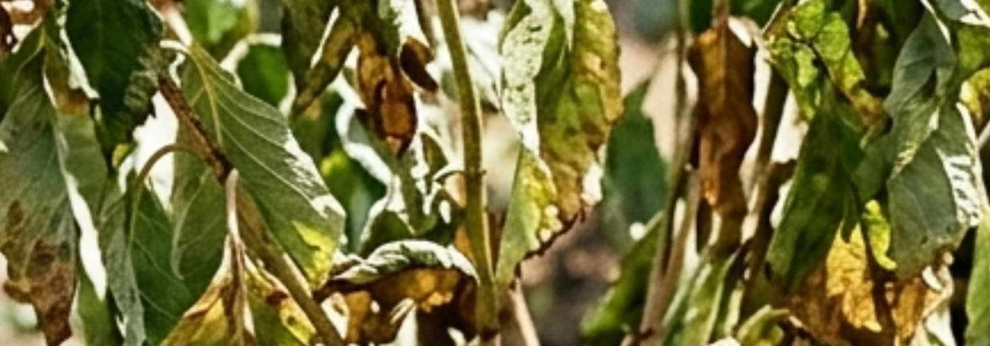 How to help trees and shrubs recover after a dry summer?