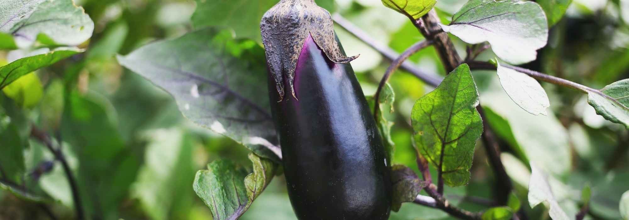 Why aren't young aubergine plants producing fruit?
